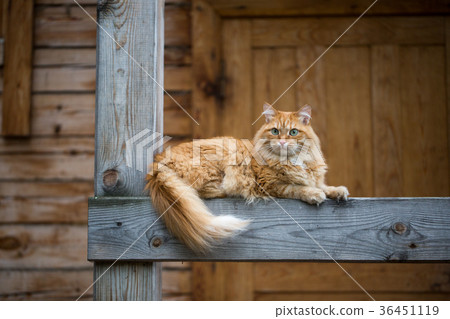 Beautiful red cat 36451119