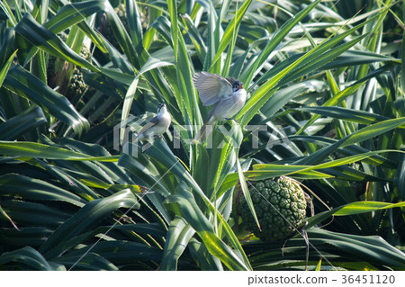 汕頭，鳥類 36451120