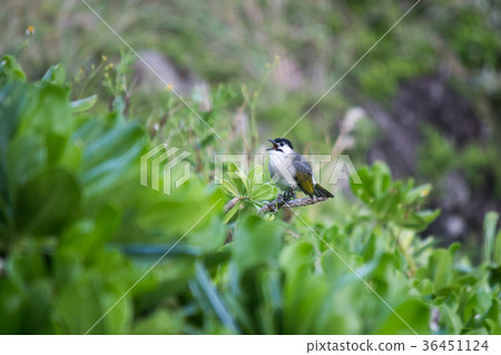 汕頭，鳥類 36451124