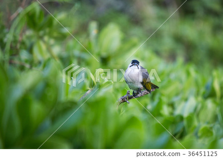 烏頭翁 鳥 36451125