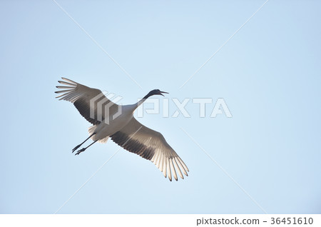 唱歌時起飛的起重機(北海道,Tsurui) 唱歌時起飛的起重機(北海道,Tsurui) 36451610