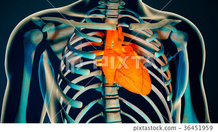 Human Body Transparent Heart Modern Anatomical 36451959
