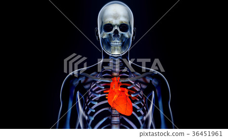 Human Body Transparent Heart Modern Anatomical 36451961