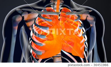Human Body Throax Lung System Modern Anatomical 36451966