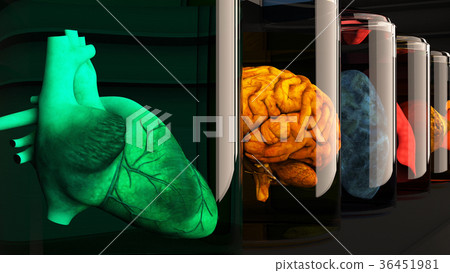 Human Organs in Science Laboratory Glasses 36451981