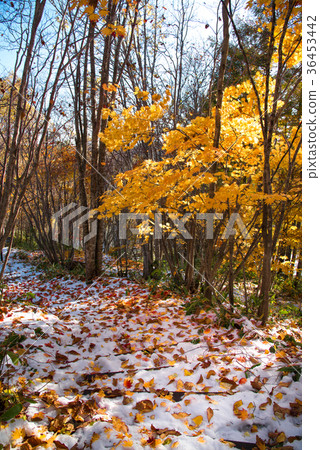 Autumn leaves and snow 36453442
