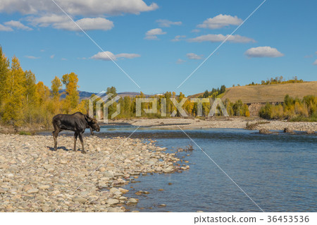 Bull Moose in the Fall Rut in Wyoming 36453536