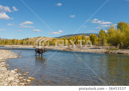 Bull Moose in the Fall Rut in Wyoming 36453537