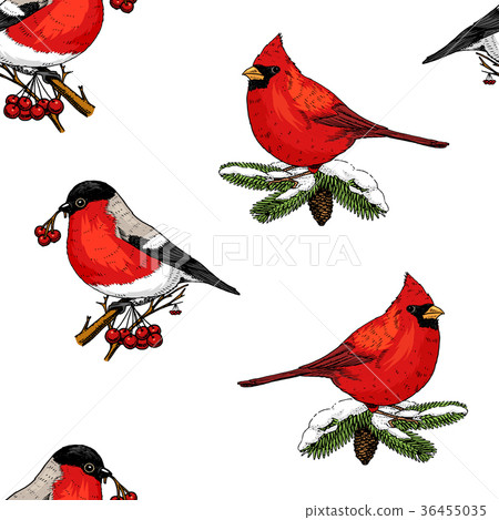 seamless pattern holly and bullfinch, red cardinal seamless pattern holly and bullfinch, red cardinal 36455035