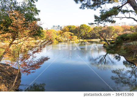 Autumn leaves at Rikugien Garden Autumn leaves at Rikugien Garden 36455360