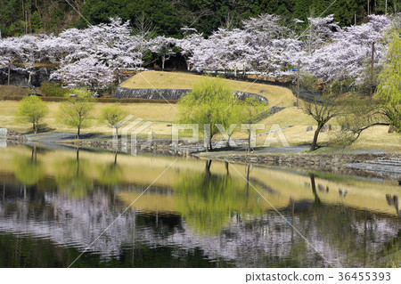 Cherry blossoms of Hiroshima Lake Yachiyo Cherry blossoms of Hiroshima Lake Yachiyo 36455393