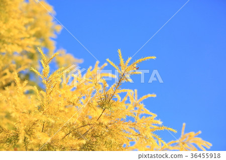 Revolution gold yellow leaves Revolution gold yellow leaves 36455918
