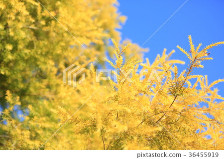 Revolution gold yellow leaves 36455919