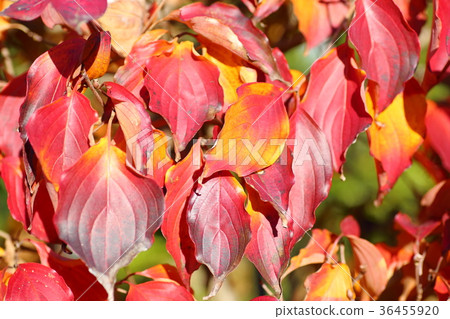 Vivid Yamaboushi autumn leaves Vivid Yamaboushi autumn leaves 36455920
