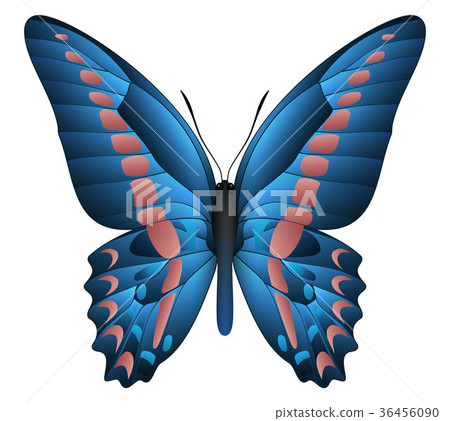 Beautiful butterfly isolated on a white background 36456090