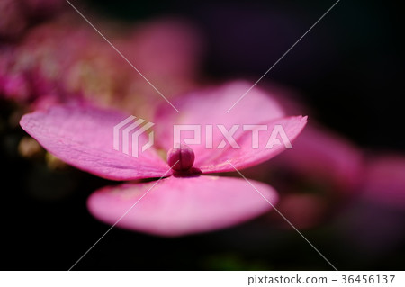 繡球 繡球 36456137