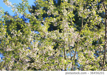 Himalayasakura flowers 36456201