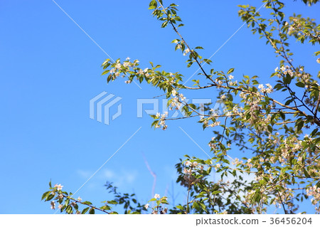 Himalayasakura flowers Himalayasakura flowers 36456204