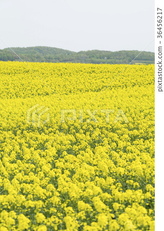 強姦花(北海道安平) 強姦花(北海道安平) 36456217