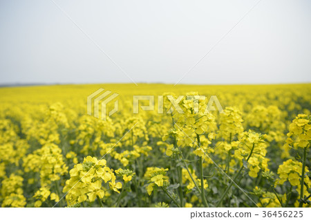 Rape blossoms (Hokkaido Anping) 36456225