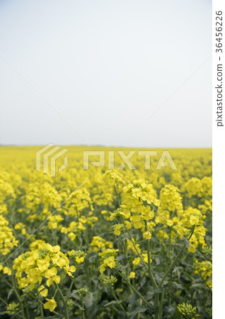 Rape blossoms (Hokkaido Anping) 36456226