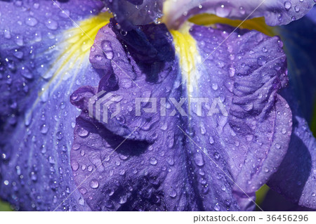 鳶尾花 36456296