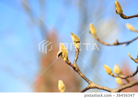 Buds of Haku Mokuren 36456347