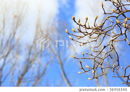 Buds of Haku Mokuren 36456348