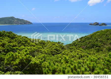 Akajima 36456551
