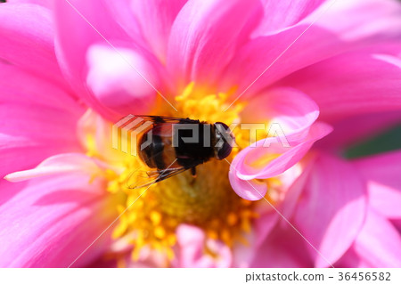 Dariya flower and flower Dariya flower and flower 36456582