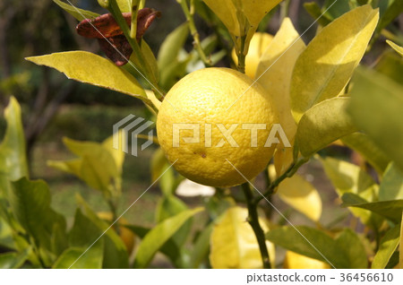 十一月的普通話Ponkan 36456610