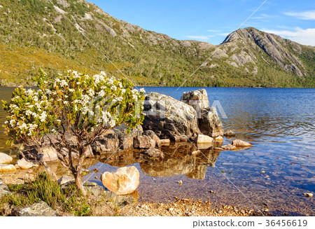 Wildflowers - Cradle Mountain Wildflowers - Cradle Mountain 36456619