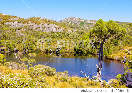 Wind battered tree - Cradle Mountain Wind battered tree - Cradle Mountain 36456638