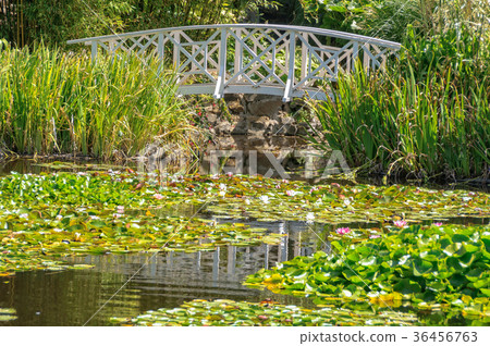Footbridge over the Lily Pond - Hobart 36456763