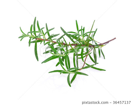 rosemary isolated on white background 36457137