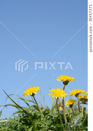 Dandelion blue sky 36457371