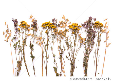 Flat lay dry branches of tansy and heather on a white background 36457519