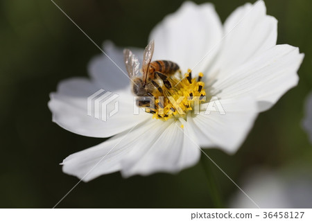 白色波斯菊和蜜蜂 白色波斯菊和蜜蜂 36458127