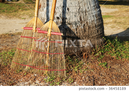 Bamboo broom lay on the coconut tree on the beach 36458189