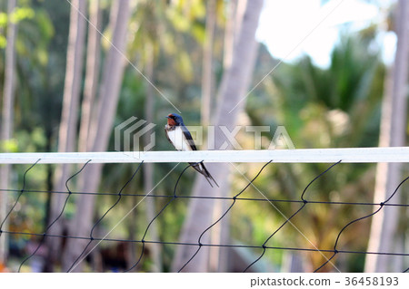 Barn swallow birds on the volleyball net 36458193
