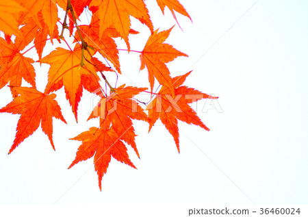 Autumn leaves 36460024