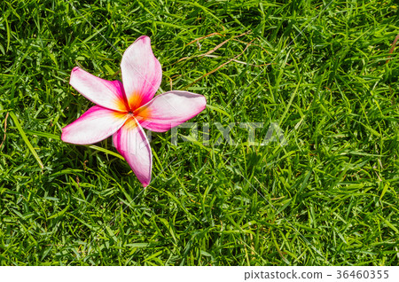 The single yellow plumeria flower 36460355