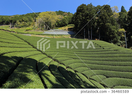 Round tea plant in Yakuza Town Haruyama 36460389