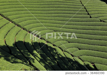 Round tea plant in Yakuza Town Haruyama 36460390