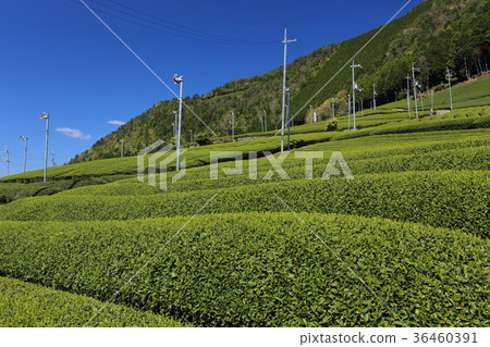 Wadamachi Harayama tea plantation 36460391