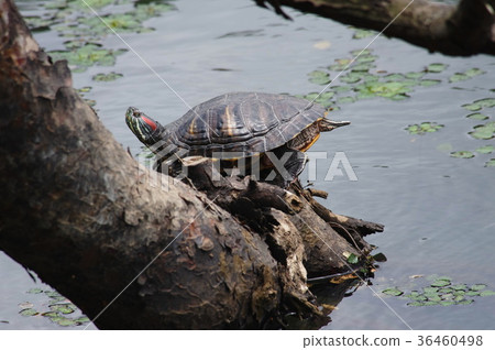 Mississippi Pond slider 36460498