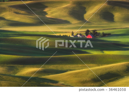 Barley and wheat field in Palouse, Washington Barley and wheat field in Palouse, Washington 36461038