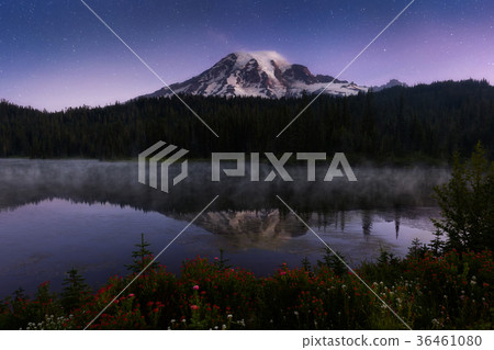 Wildflower at night, Mount Rainier National Park Wildflower at night, Mount Rainier National Park 36461080
