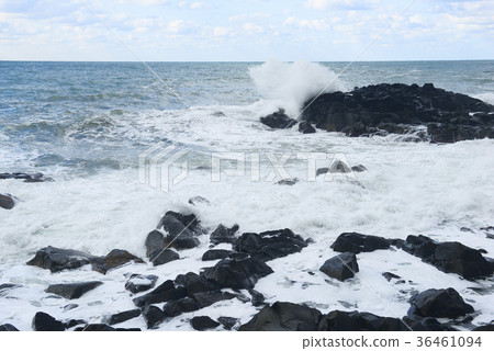 金玫瑰的波浪 36461094