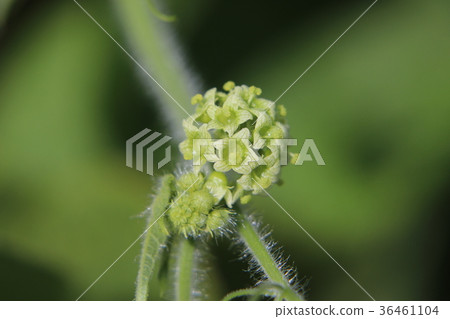 阿列克謝的女花 36461104